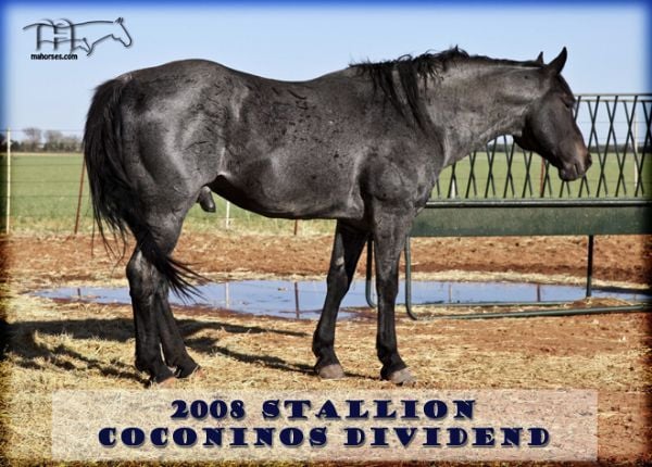 z Coconinos Dividend - RIP sweet boy